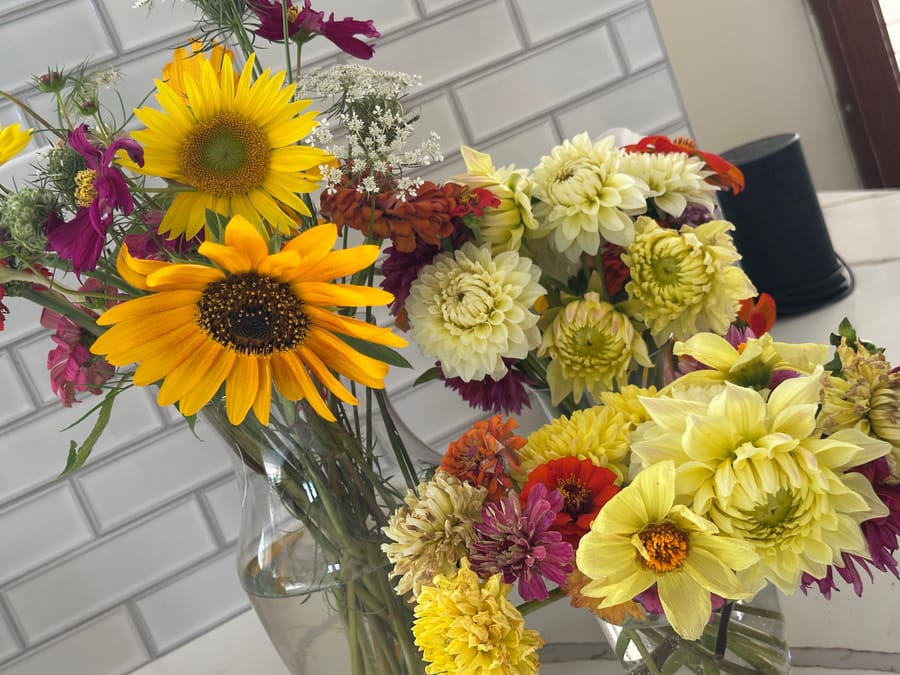 Jars of just-cut dahlias and sunflowers