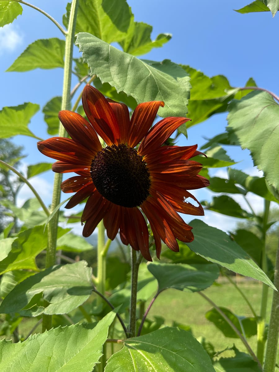 A deep red sunflower against a blue sky