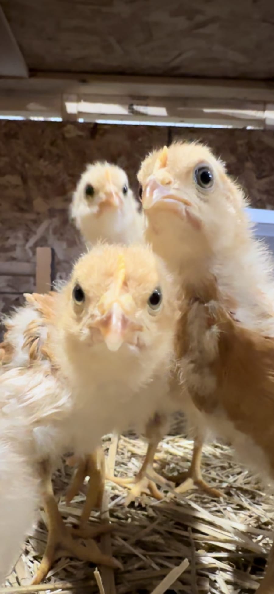 Three baby chicks looking straight at the camera