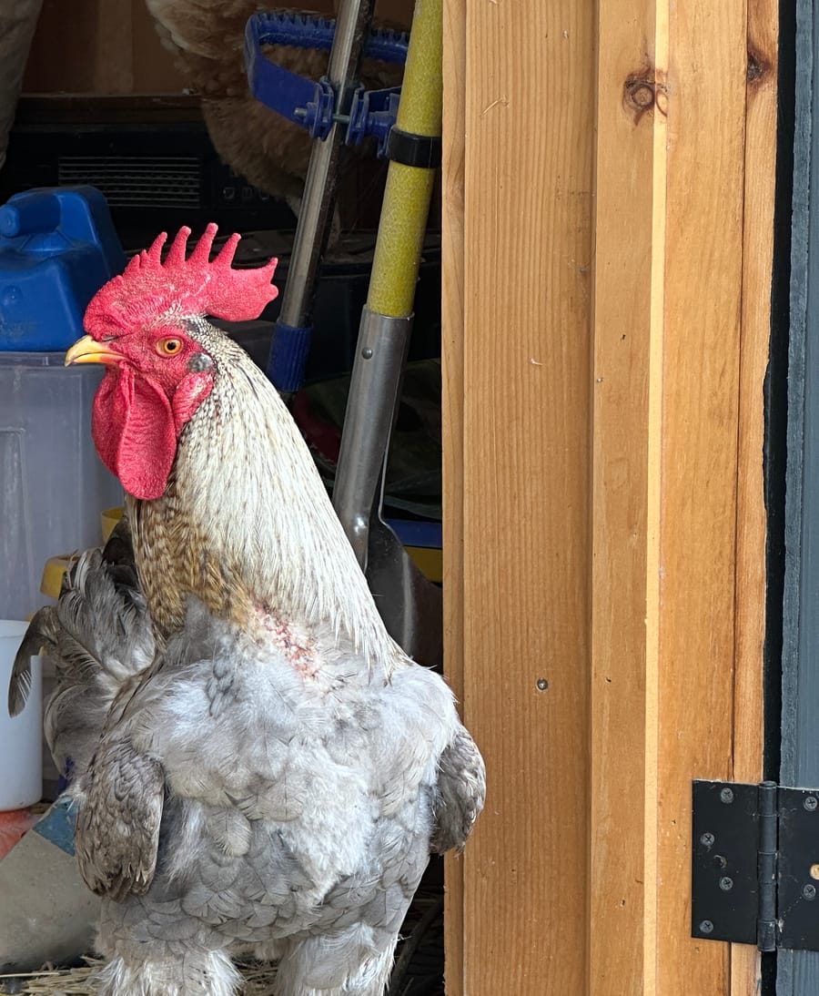 Our rooster patrolling the barnyard